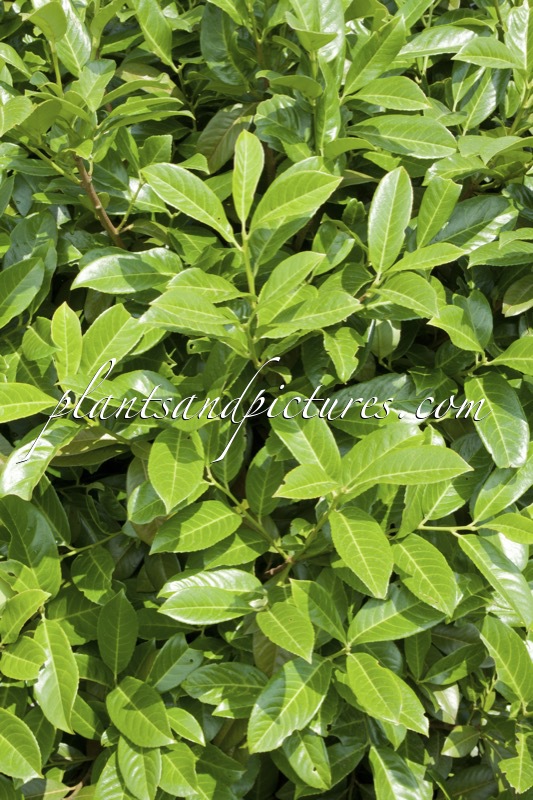 Prunus laurocerasus ‘Benje Green’