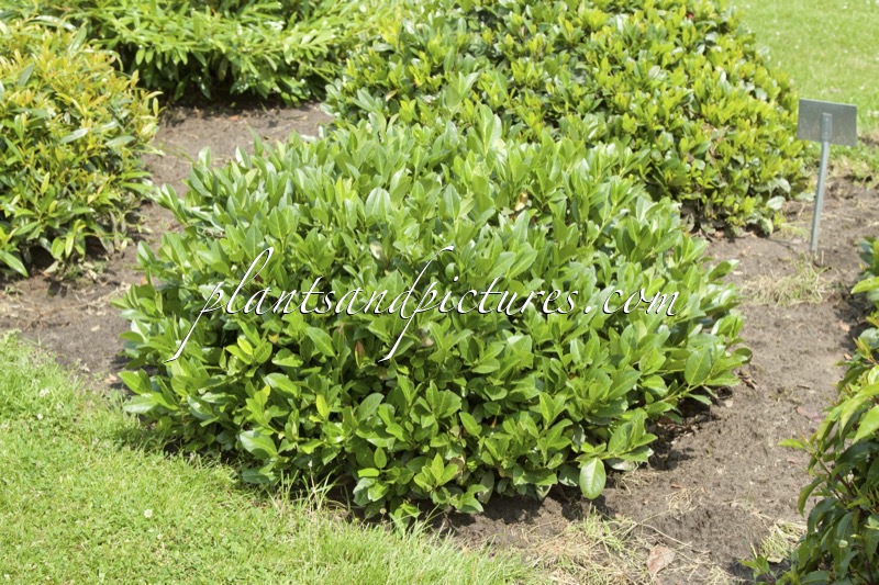 Prunus laurocerasus ‘Piri’