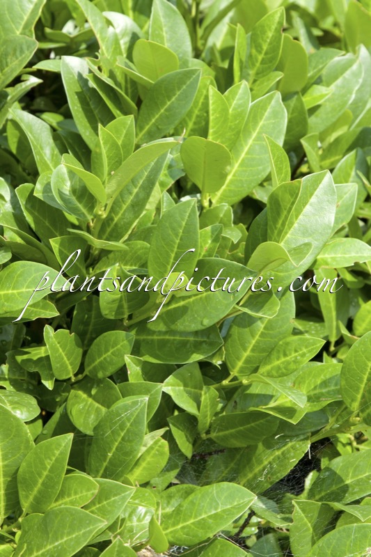 Prunus laurocerasus ‘Piri’