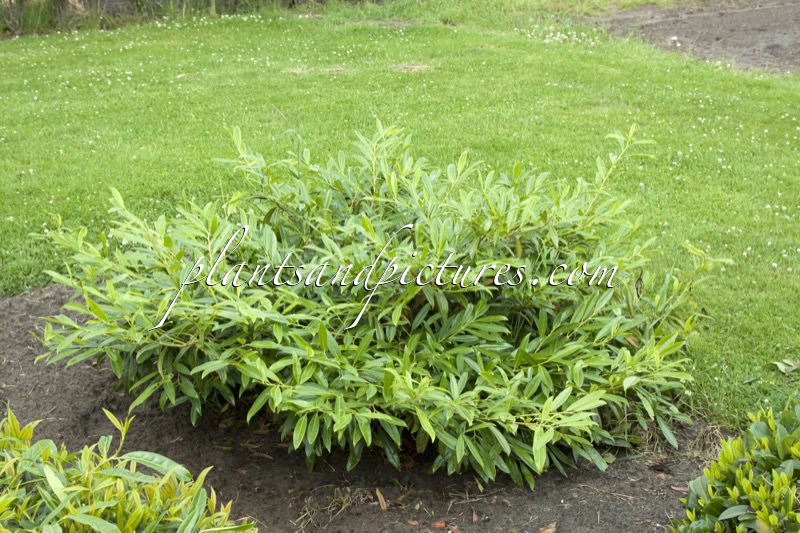 Prunus laurocerasus ‘Zabeliana’