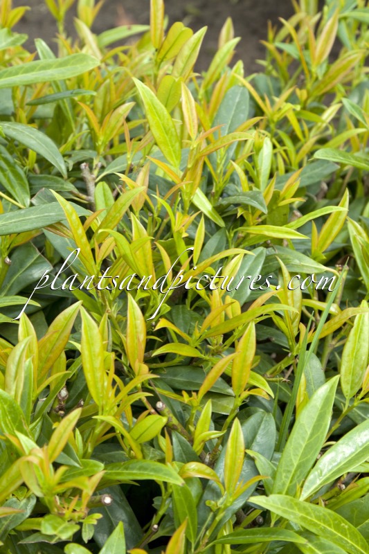 Prunus laurocerasus ‘Zabeliana’