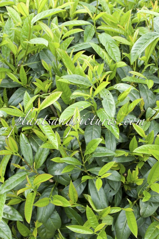 Prunus laurocerasus ‘Schipkaensis Macrophylla’