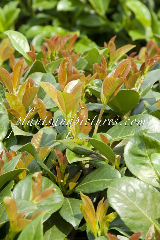 Prunus laurocerasus ‘Anbri’ (ETNA)