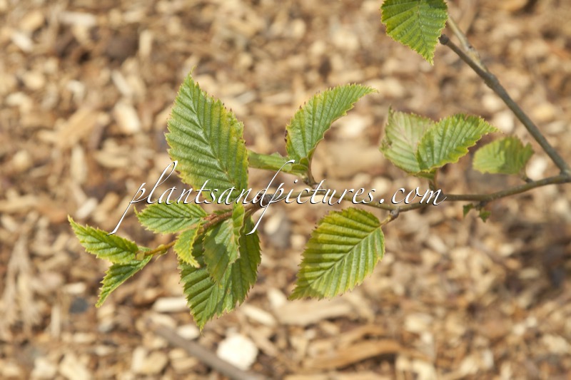 Betula globispica