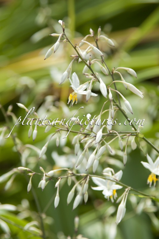 Anthericum ramosum