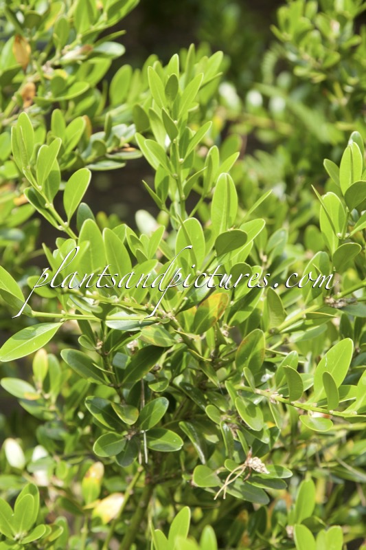 Buxus balearica