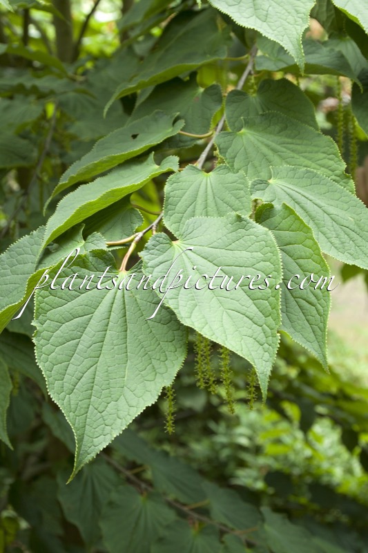 Tetracentron sinense