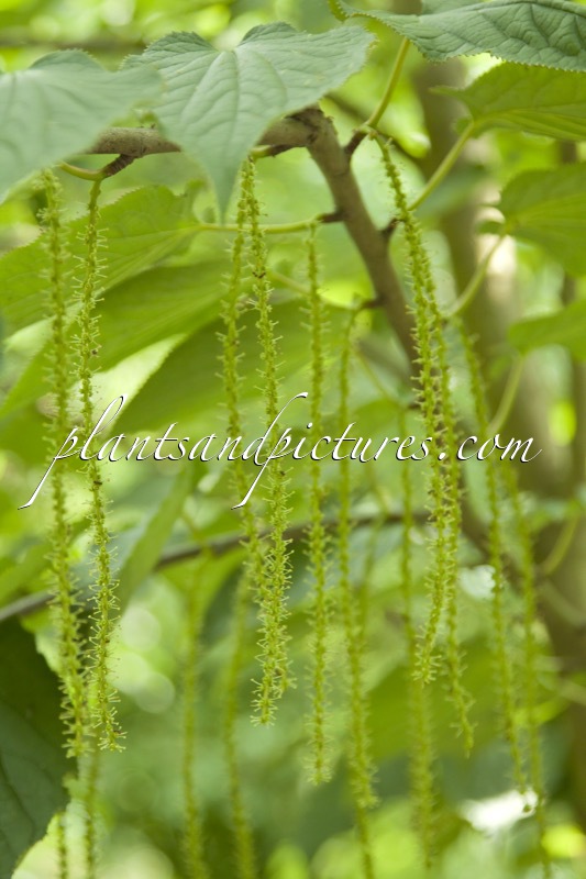 Tetracentron sinense