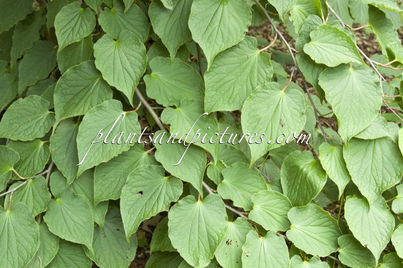 Tetracentron sinense