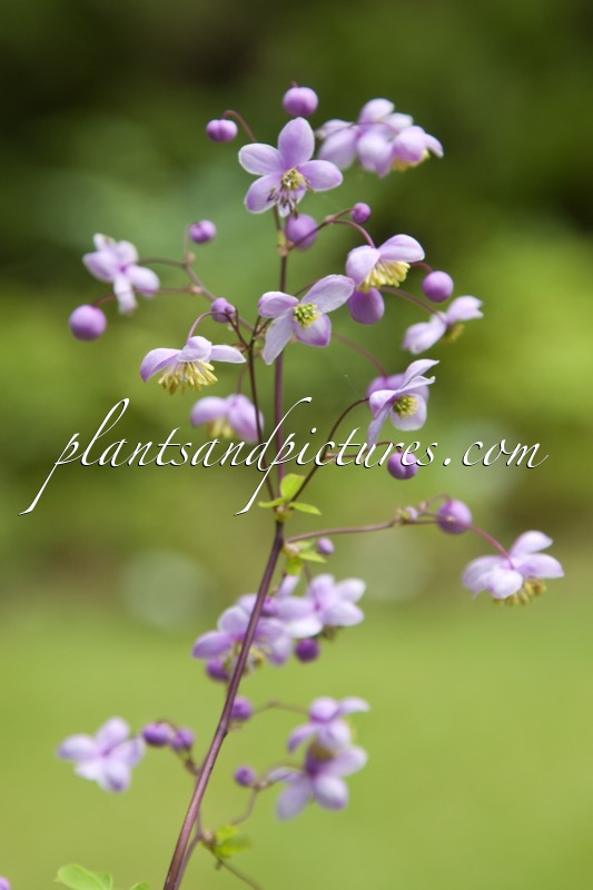 Thalictrum uchiyamae