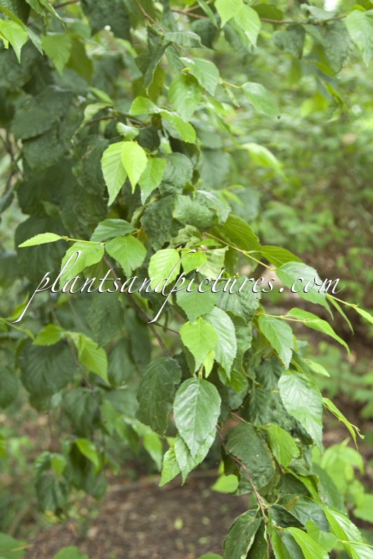 Betula schmidtii