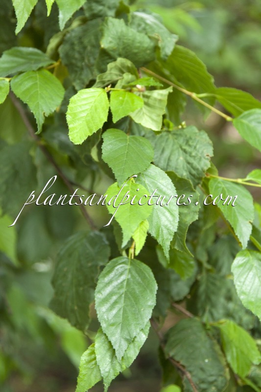 Betula schmidtii