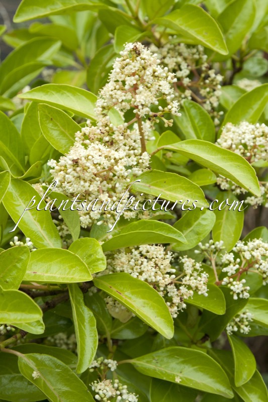 Viburnum odoratissimum var. awabuki