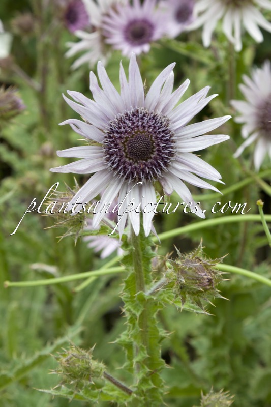 Berkheya purpurea