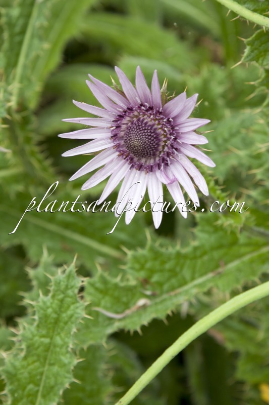 Berkheya purpurea