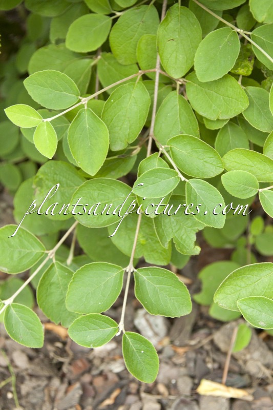 Viburnum schensianum