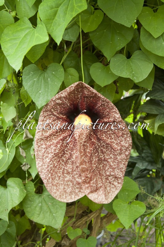 Aristolochia gigantea