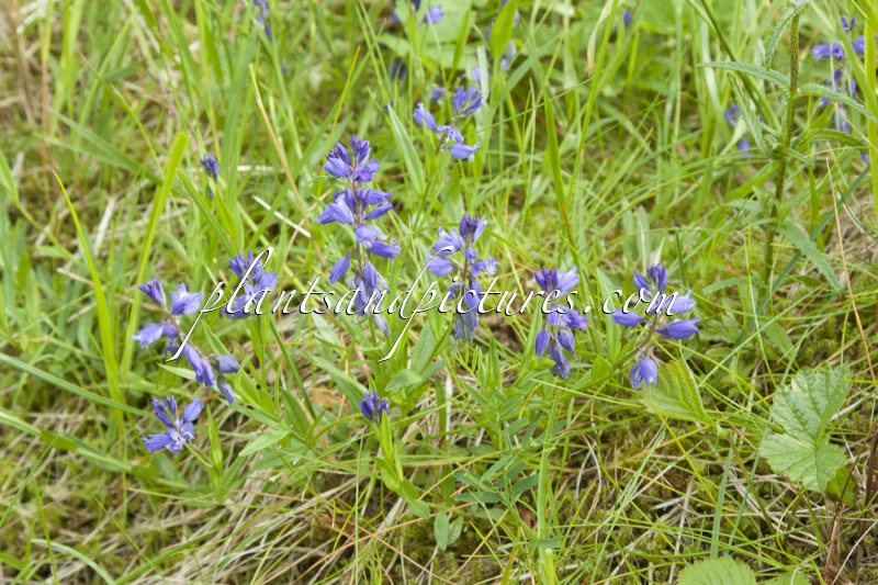 Polygala vulgaris