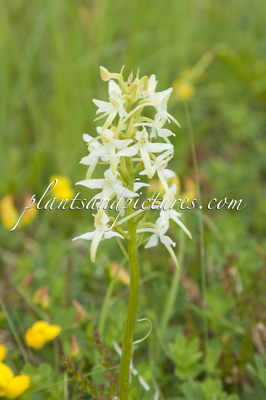 Platanthera bifolia