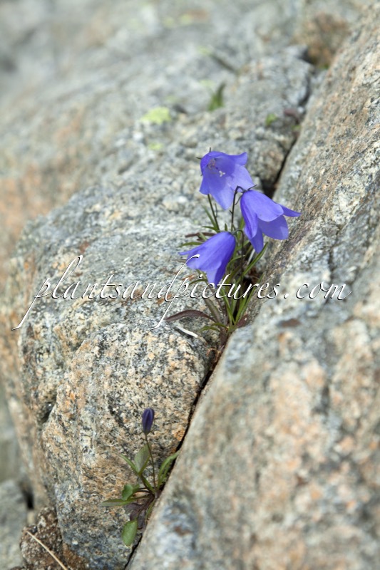 Campanula rotundifolia