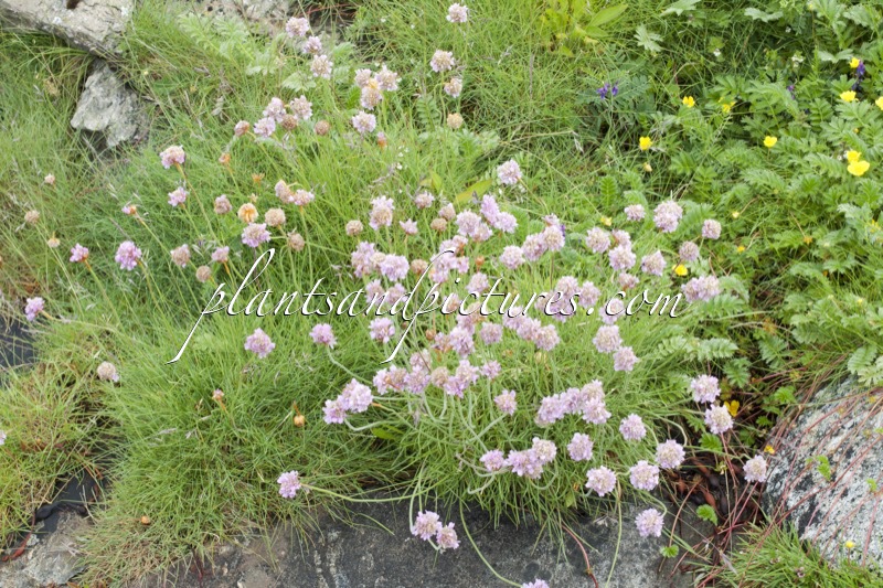 Armeria maritima
