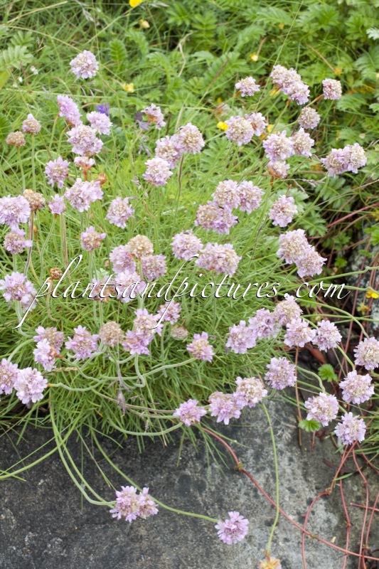 Armeria maritima
