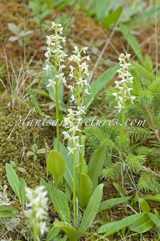 Platanthera chlorantha