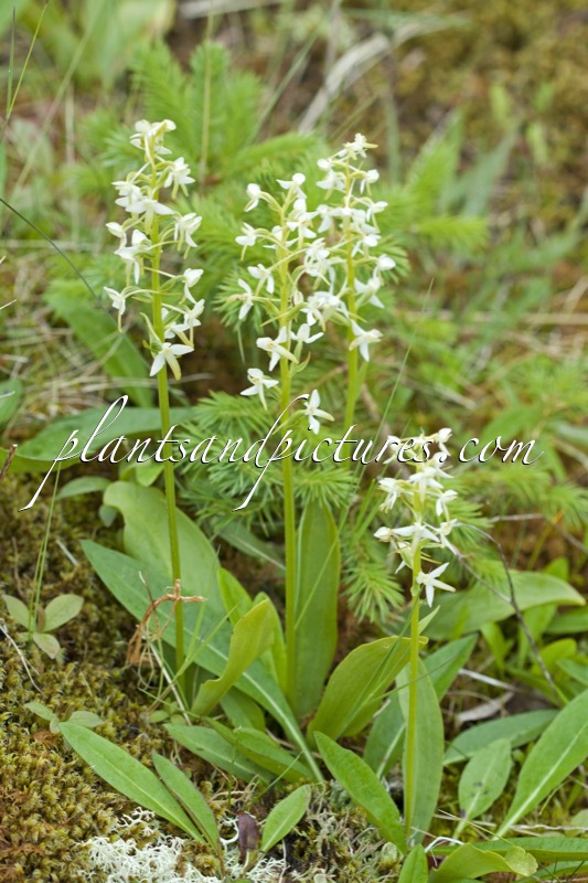 Platanthera chlorantha