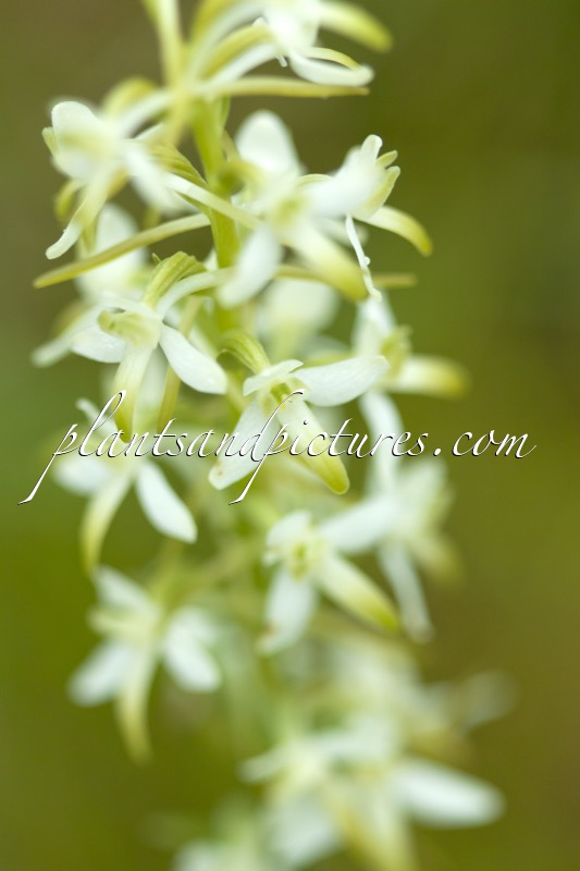 Platanthera chlorantha