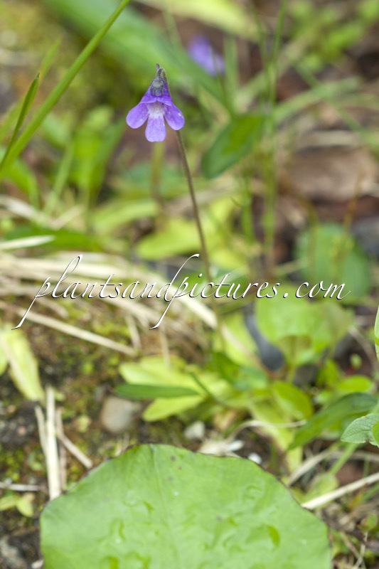 Pinguicula vulgaris
