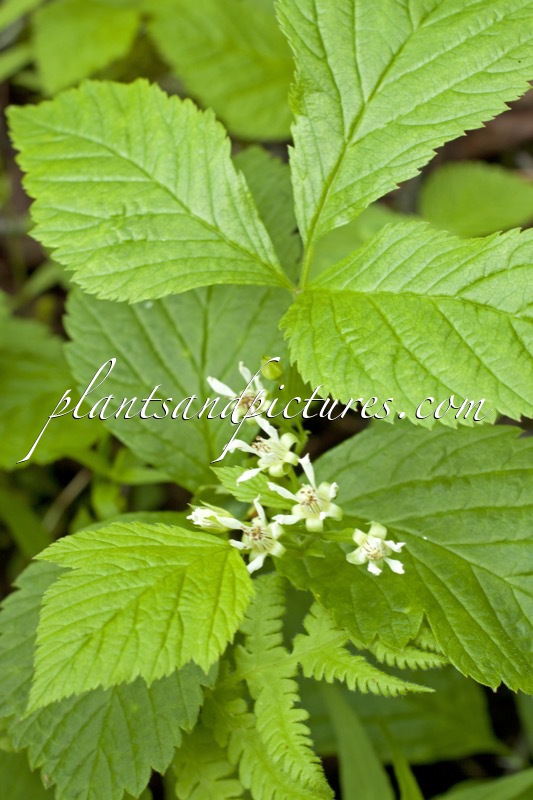 Rubus saxatilis