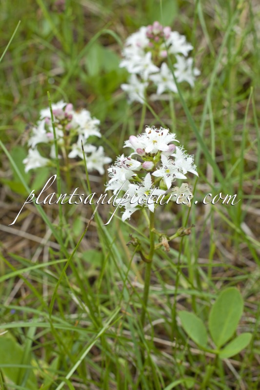 Menyanthes trifoliata