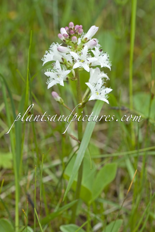 Menyanthes trifoliata