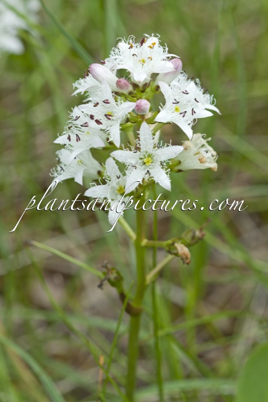 Menyanthes trifoliata