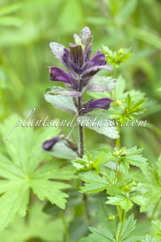 Bartsia alpina