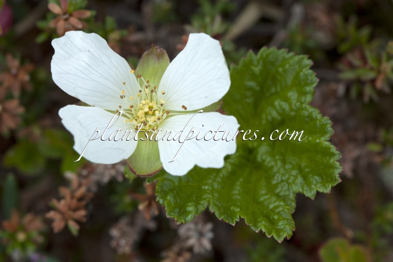 Rubus chamaemorus