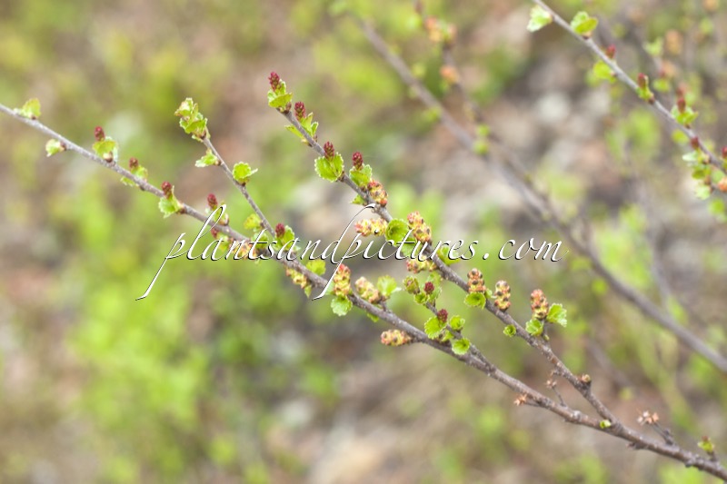 Betula nana