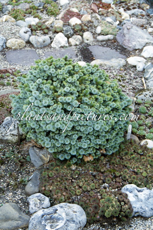 Picea sitchensis ‘Strypemonde’