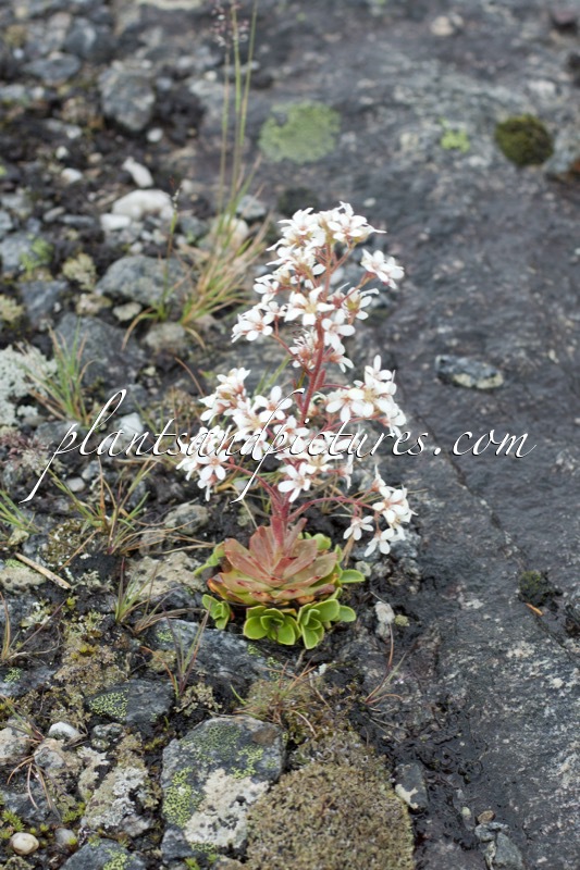 Saxifraga cotyledon