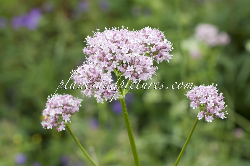 Valeriana officinalis