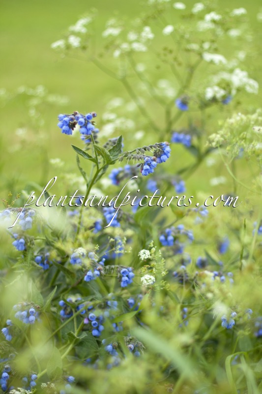 Symphytum uplandicum