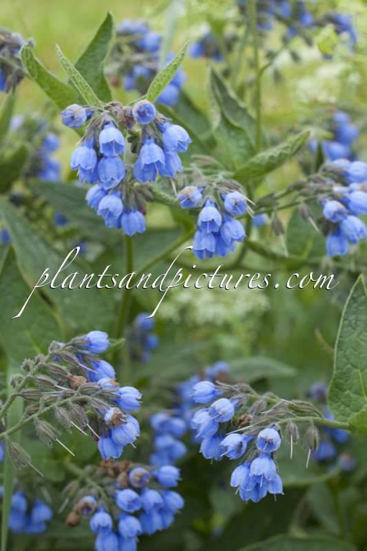 Symphytum uplandicum