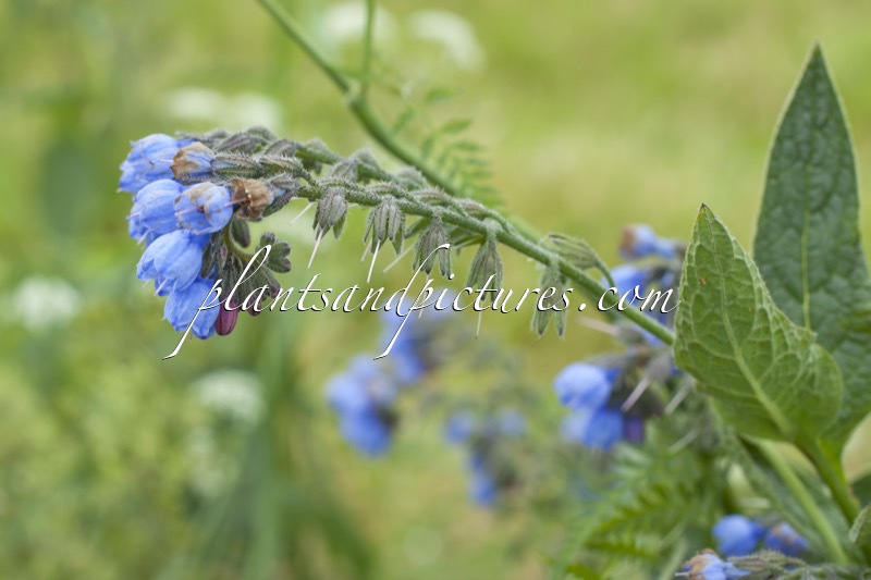 Symphytum uplandicum