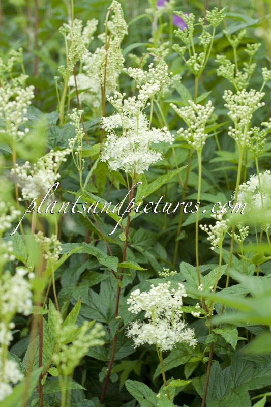 Filipendula ulmaria