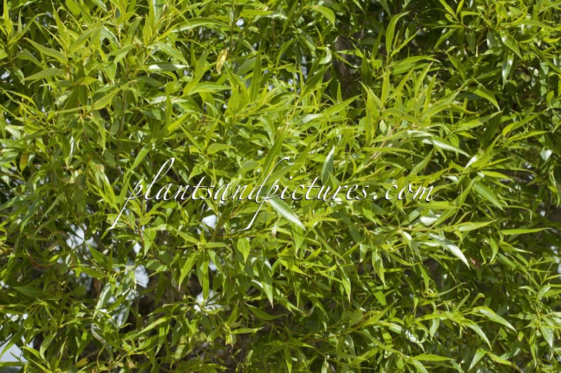 Salix rubens ‘Bullata’