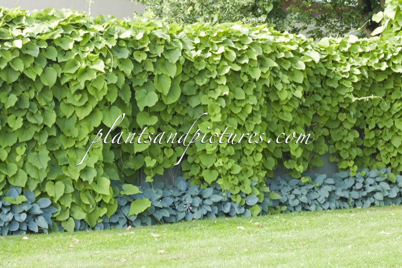 Aristolochia macrophylla