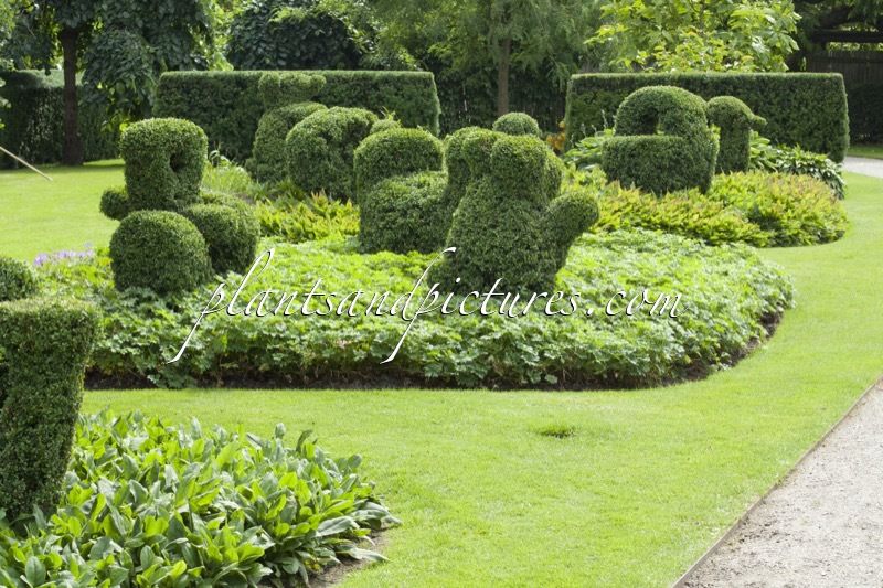 Buxus sempervirens