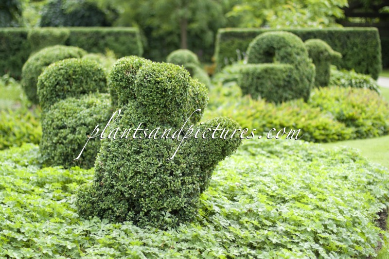 Buxus sempervirens