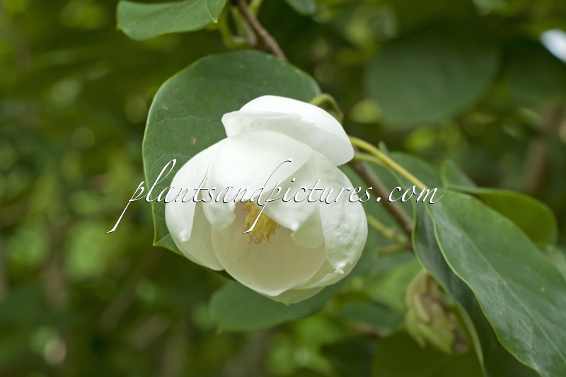 Magnolia sieboldii ‘Hammarö’