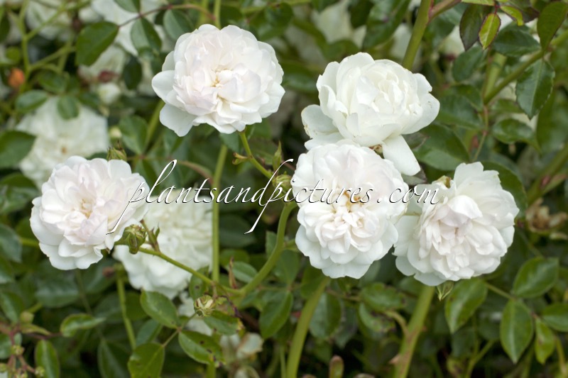 Rosa ‘Meiburenac’ (SWANY)